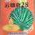 油菜种云油杂28抗病性，抗倒伏强，生长周期短，产量好！