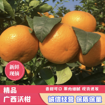 广西沃柑供电商市场大量走货实力代办提供实地看果