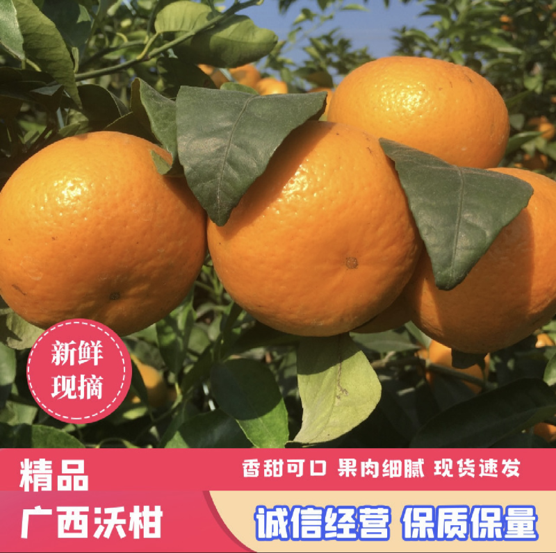 广西沃柑供电商市场大量走货实力代办提供实地看果