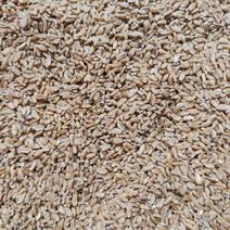 浮小麦，浮小麦现货批发，产地货源。量大价优，浮小麦