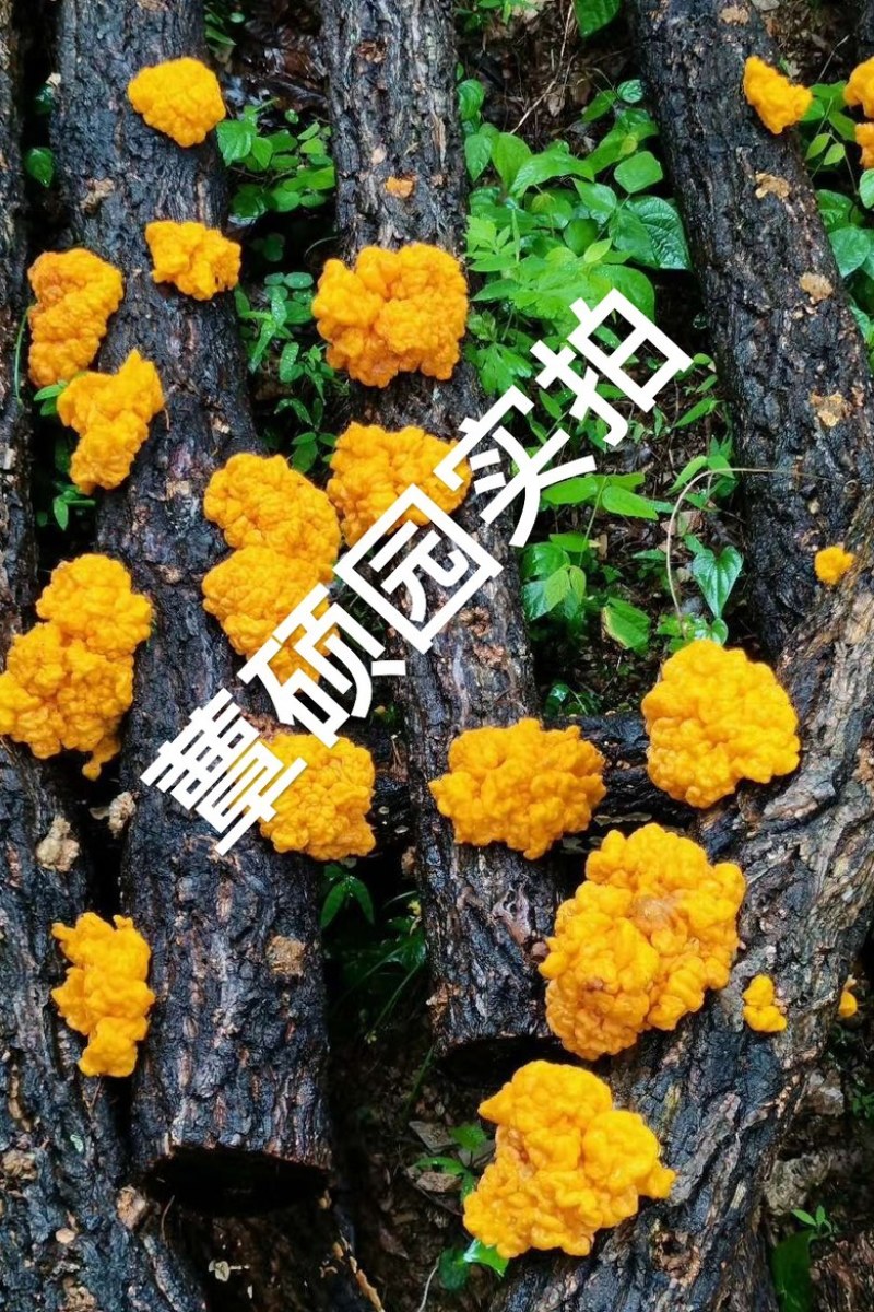 金耳椴木栽培菌种黄金木耳菌种三级菌种预定专拍