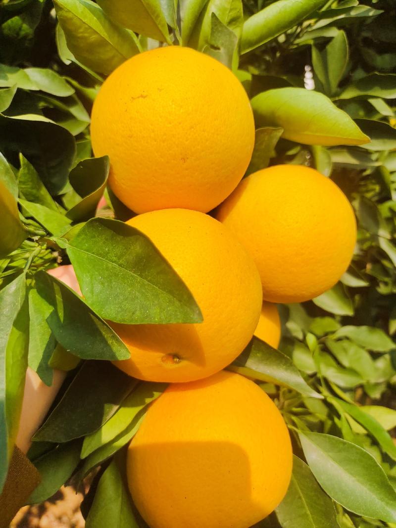 纽荷尔、脐橙产地直供果面光滑口感清甜多汁一手货源价格美丽