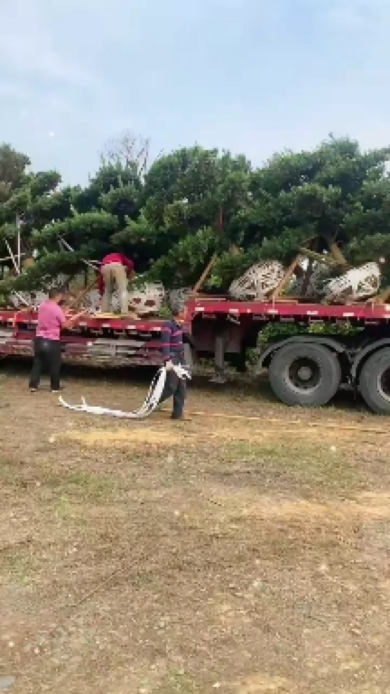 造型罗汉松，毛坯罗汉松，精品造型松，欢迎各位来电咨询