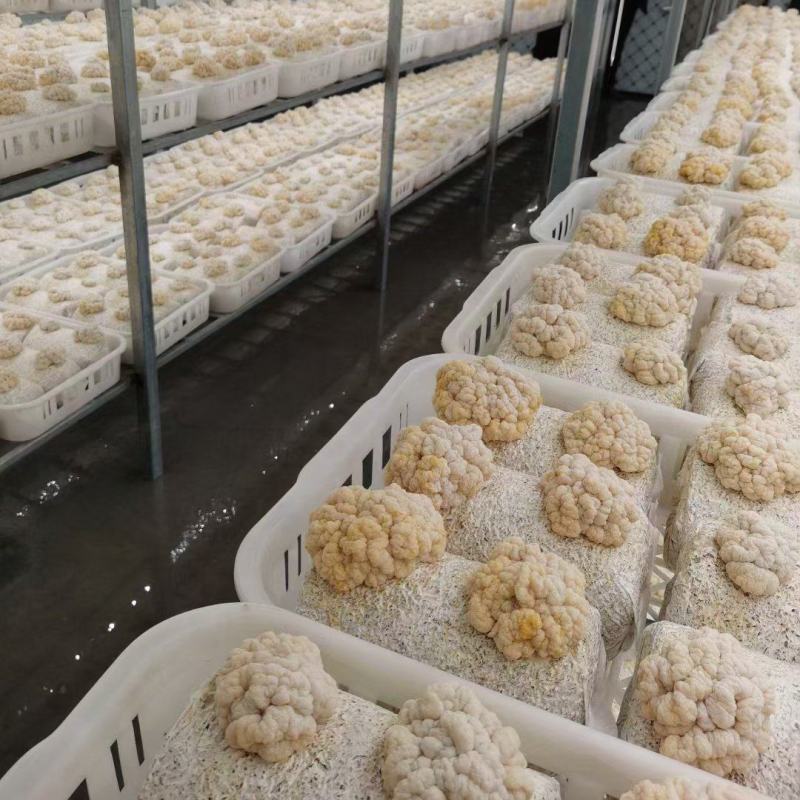 金耳菌菌包