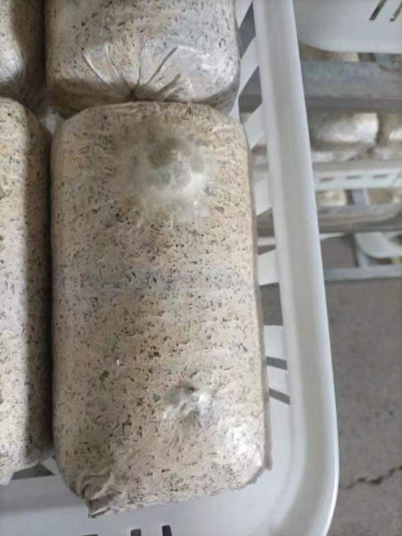 金耳菌菌包