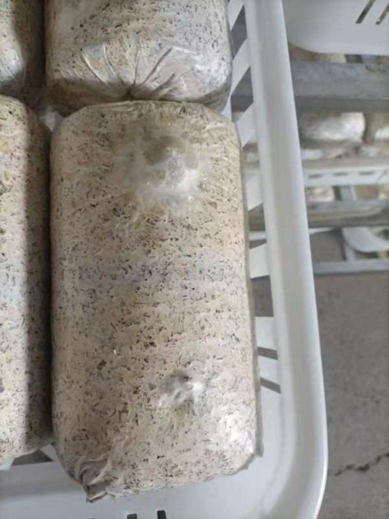 金耳菌菌包