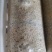 金耳菌菌包