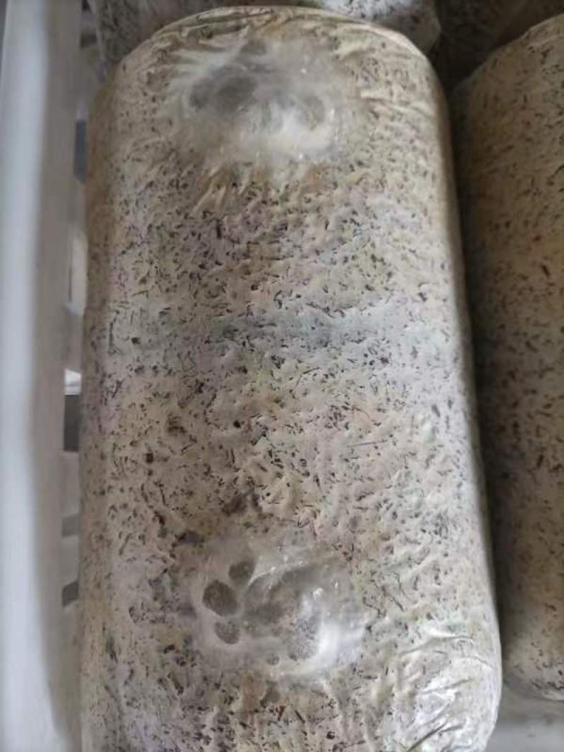 金耳菌菌包