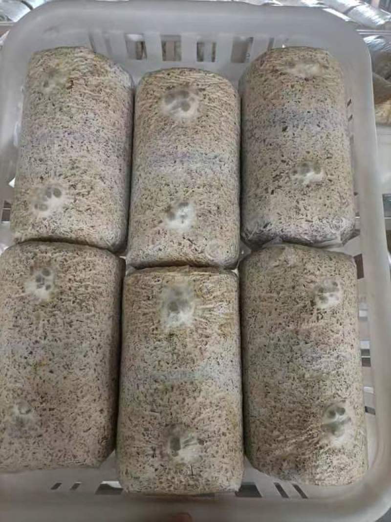 金耳菌菌包