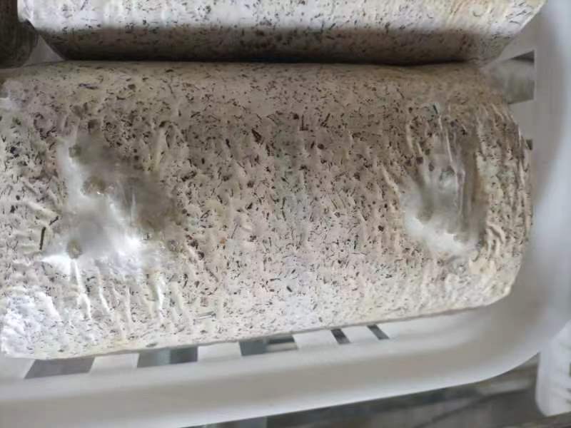 金耳菌菌包