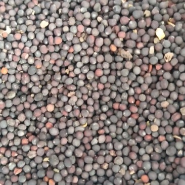 青海小红油菜籽