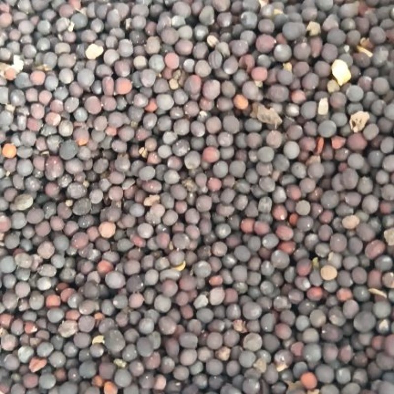 青海小红油菜籽
