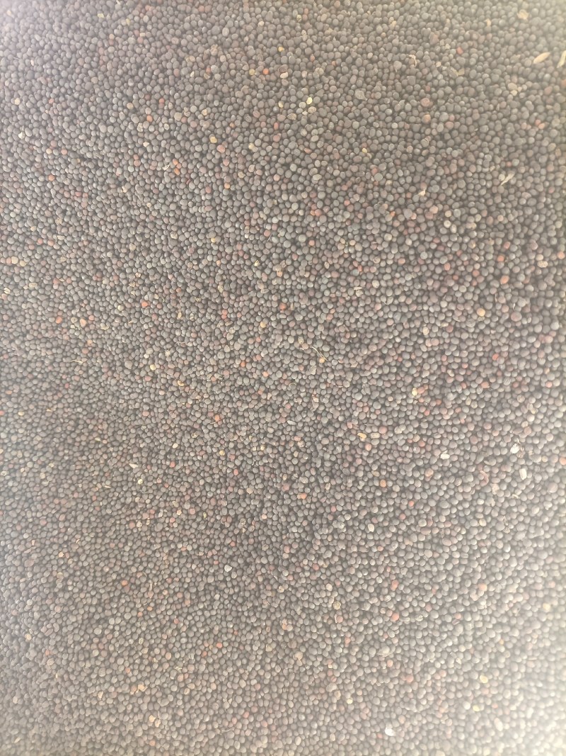 青海小红油菜籽