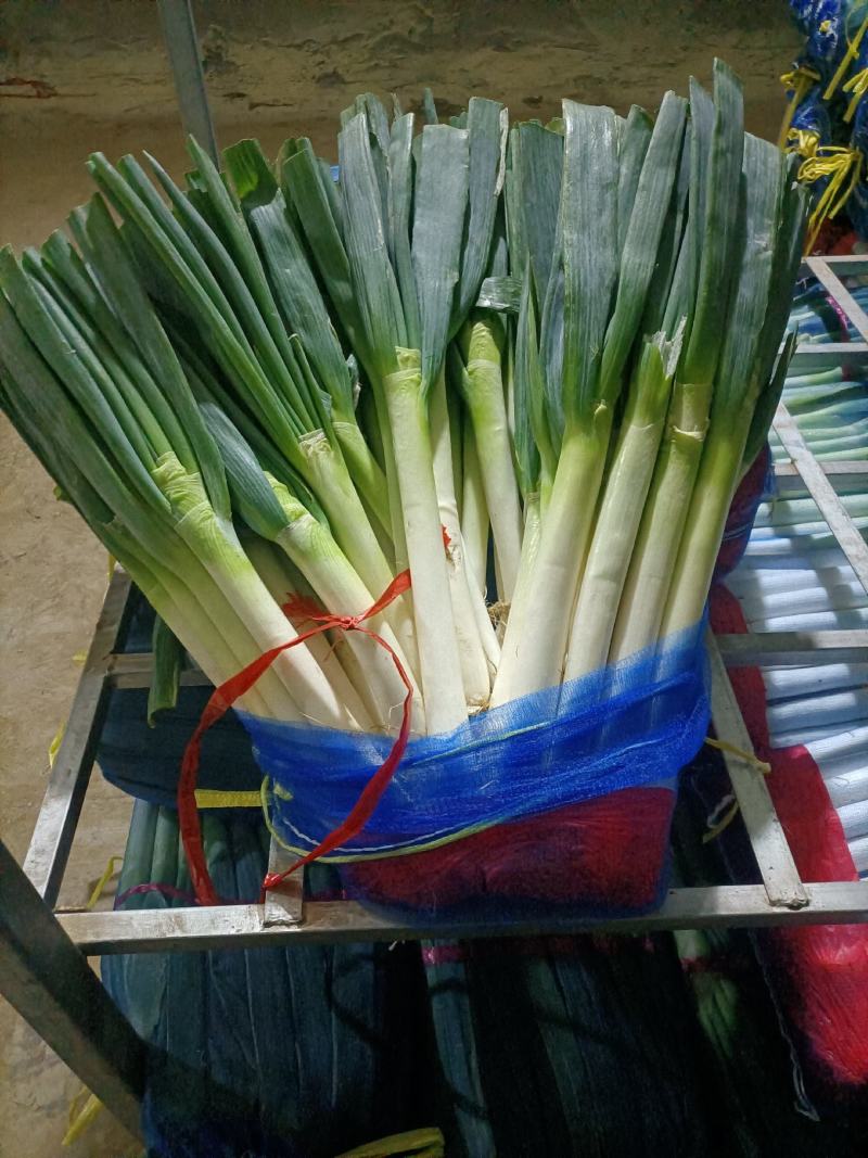 平度大葱