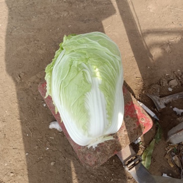 万亩白菜