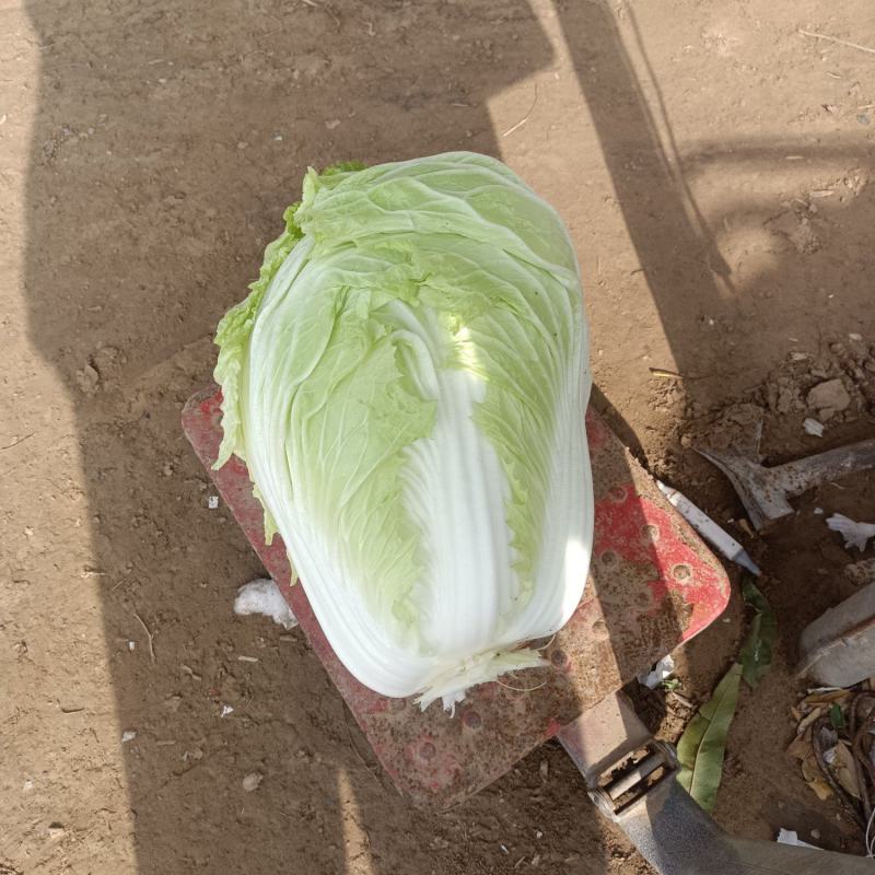 万亩白菜