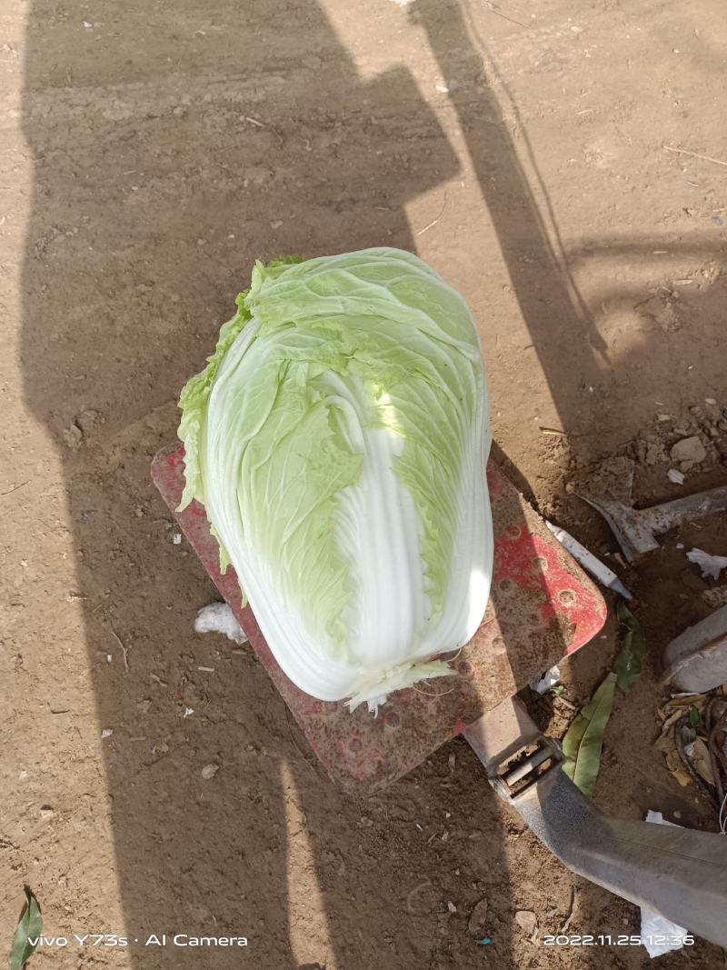 万亩白菜
