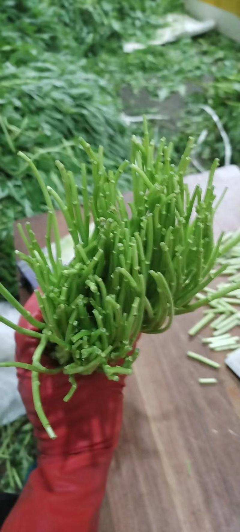 精品嫩芦蒿产地直销，优中选优质量可靠有保证