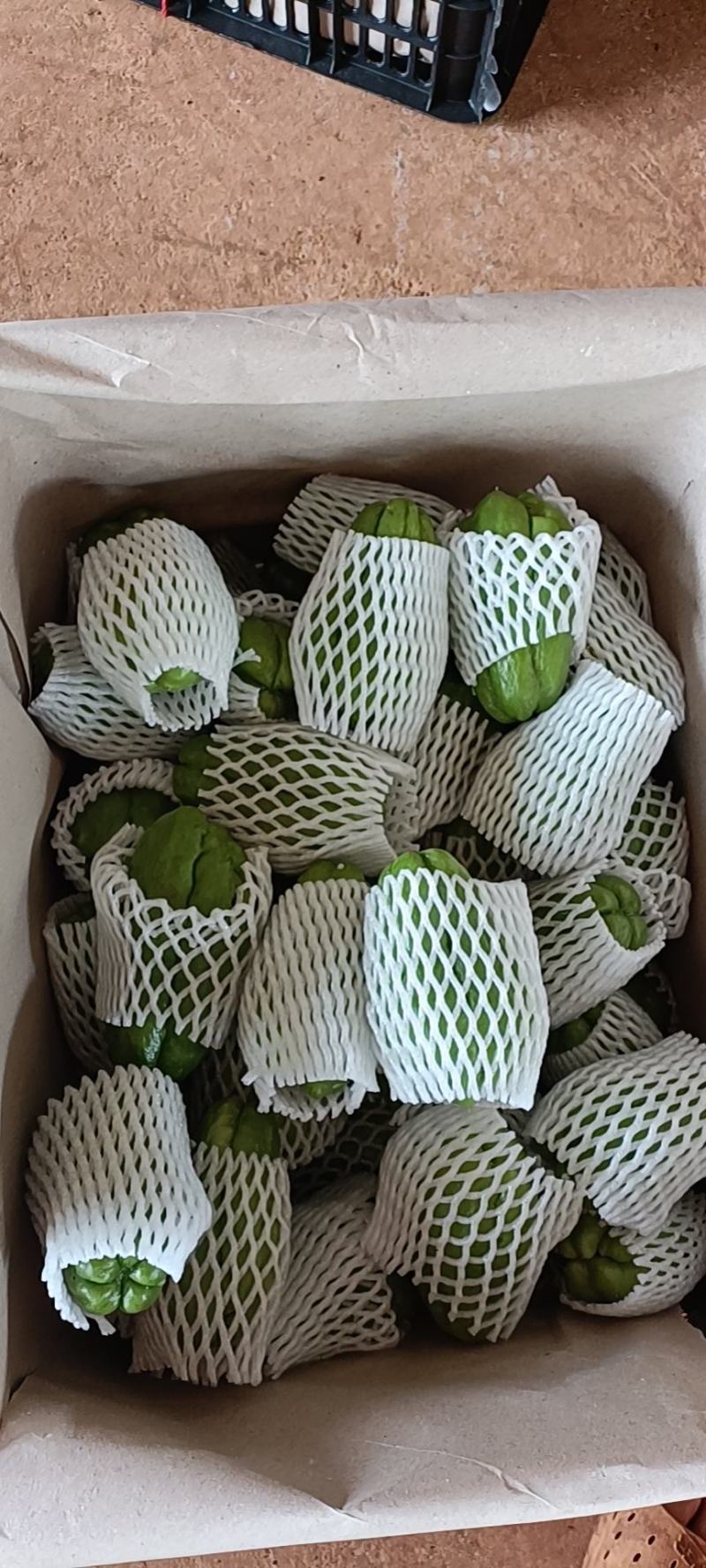 精品广东省徐闻县青皮佛手瓜，品质好，一手货源，货源充足。