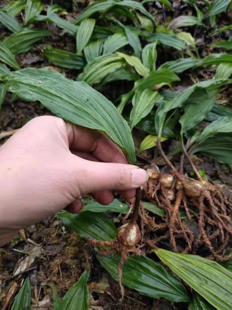 紫花宽叶毛慈菇，成活率90%以上！