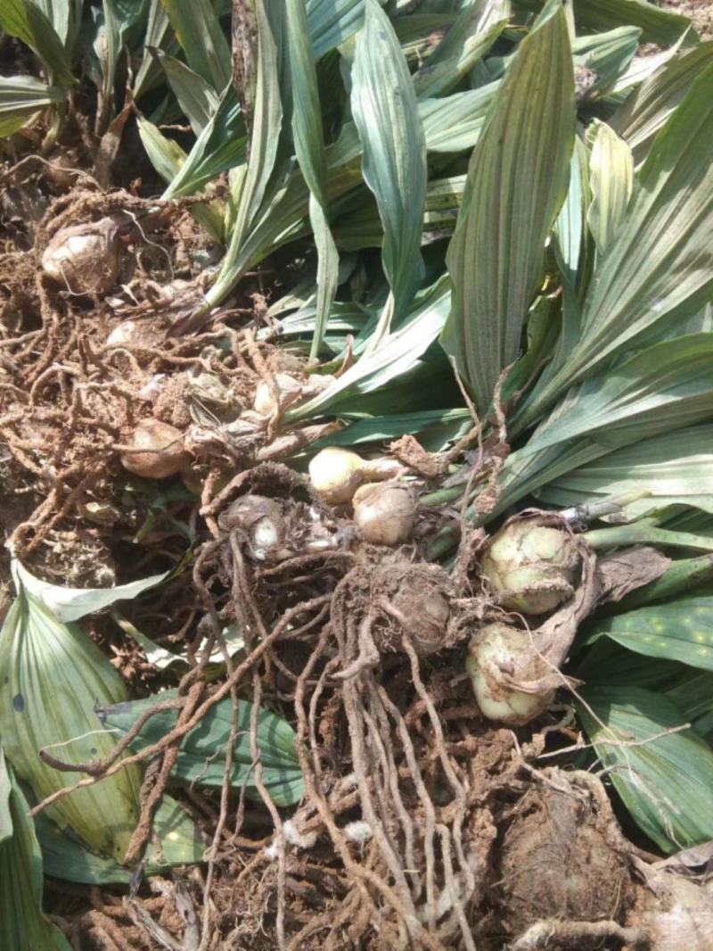 紫花宽叶毛慈菇，成活率90%以上！