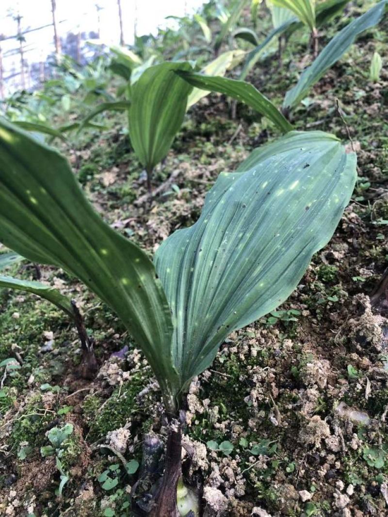 紫花宽叶毛慈菇，成活率90%以上！