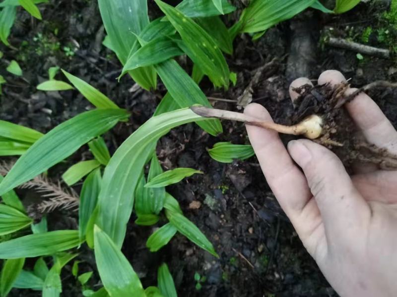 紫花宽叶毛慈菇，成活率90%以上！