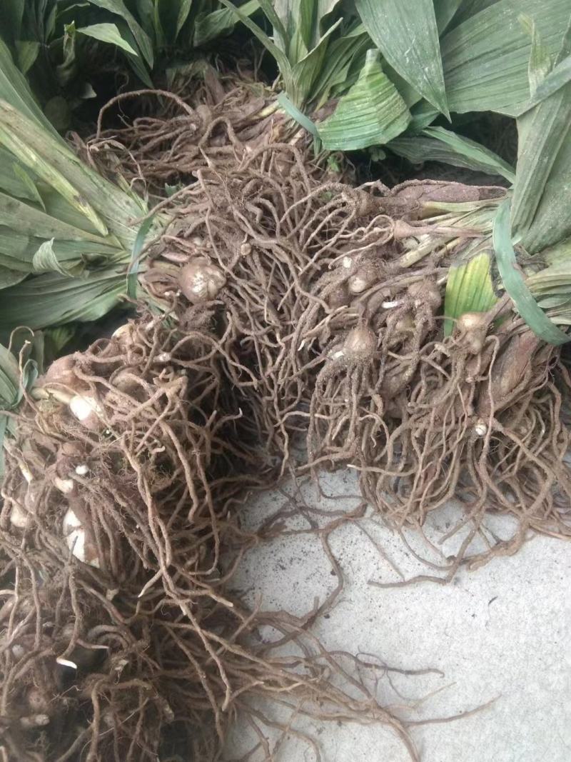 紫花宽叶毛慈菇，成活率90%以上！