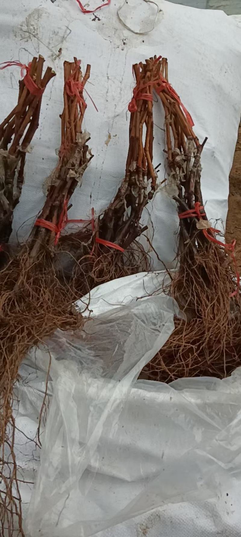 阳光玫瑰葡萄苗一手货源保纯度保质量