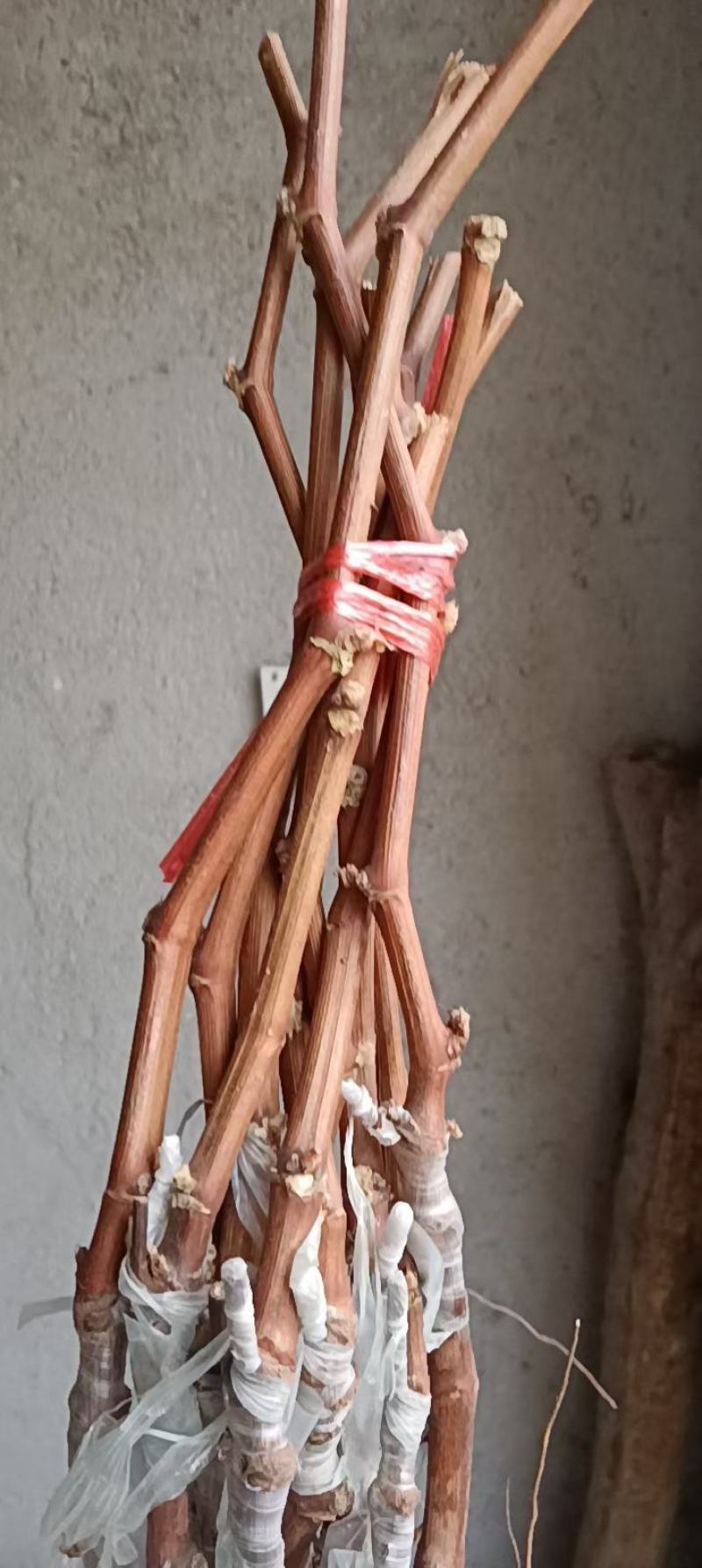 阳光玫瑰葡萄苗一手货源保纯度保质量