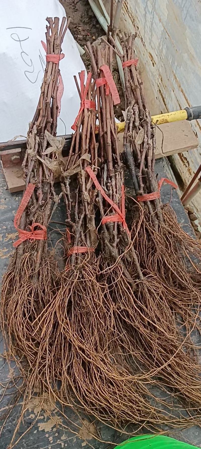 阳光玫瑰葡萄苗一手货源保纯度保质量