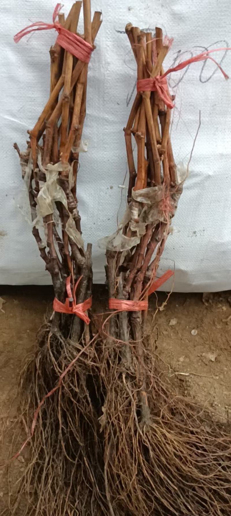 阳光玫瑰葡萄苗一手货源保纯度保质量