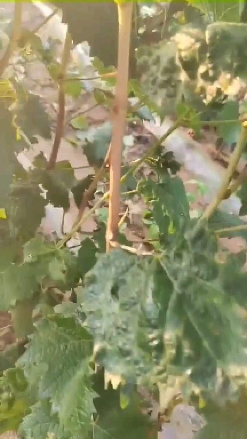 阳光玫瑰葡萄苗一手货源保纯度保质量