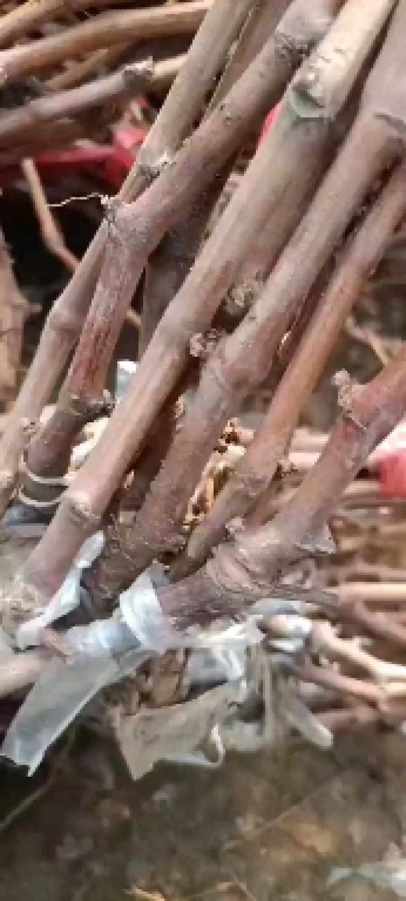 阳光玫瑰葡萄苗一手货源保纯度保质量