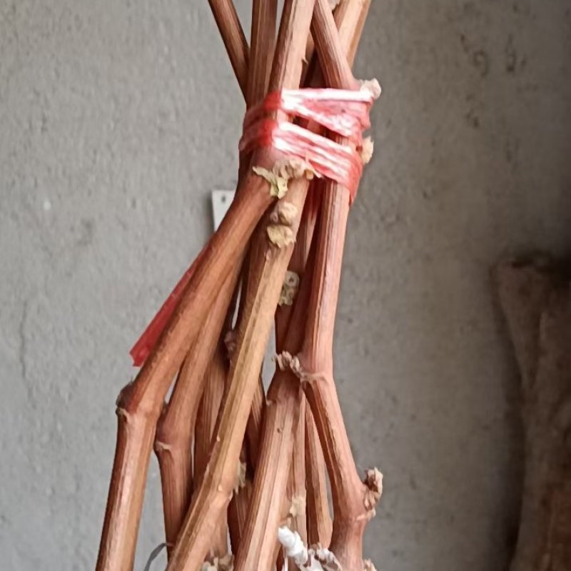 阳光玫瑰葡萄苗一手货源保纯度保质量