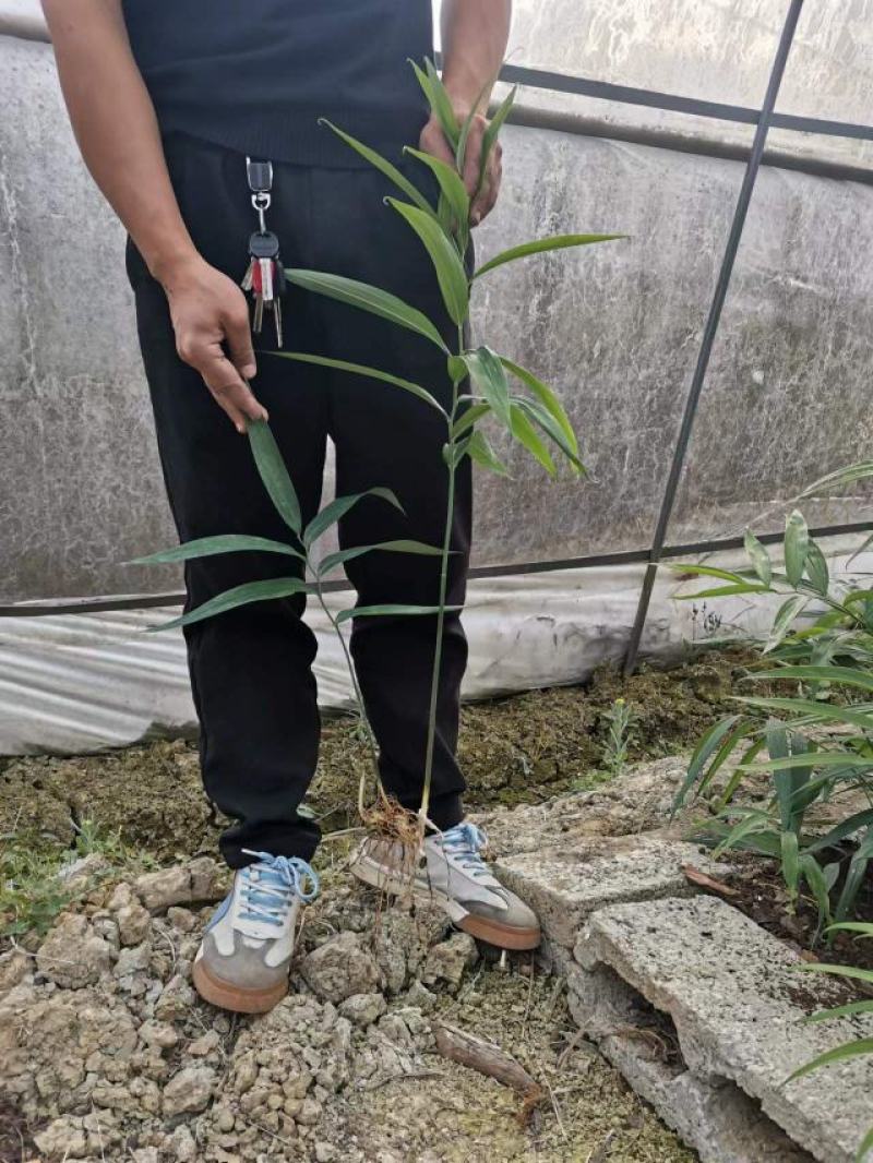 姜形多花不倒苗，高杆大苗！块茎三公分左右！