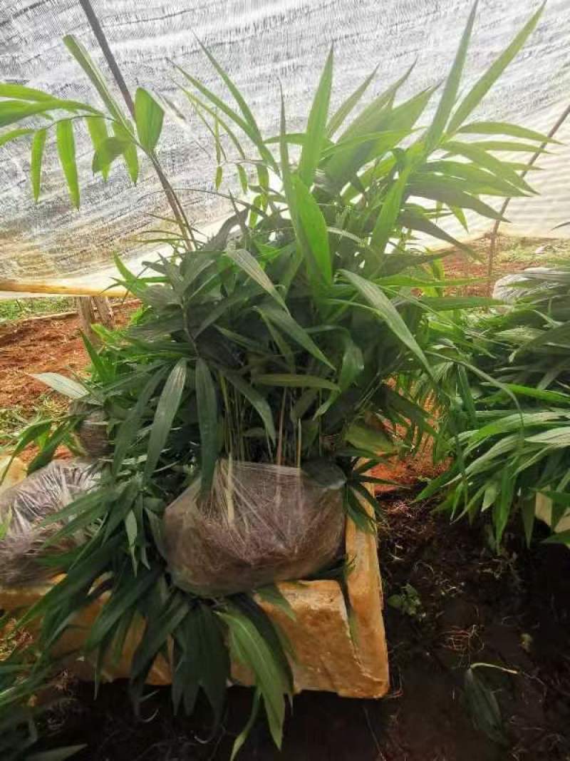 姜形多花不倒苗，高杆大苗！块茎三公分左右！