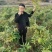 姜形多花不倒苗，高杆大苗！块茎三公分左右！