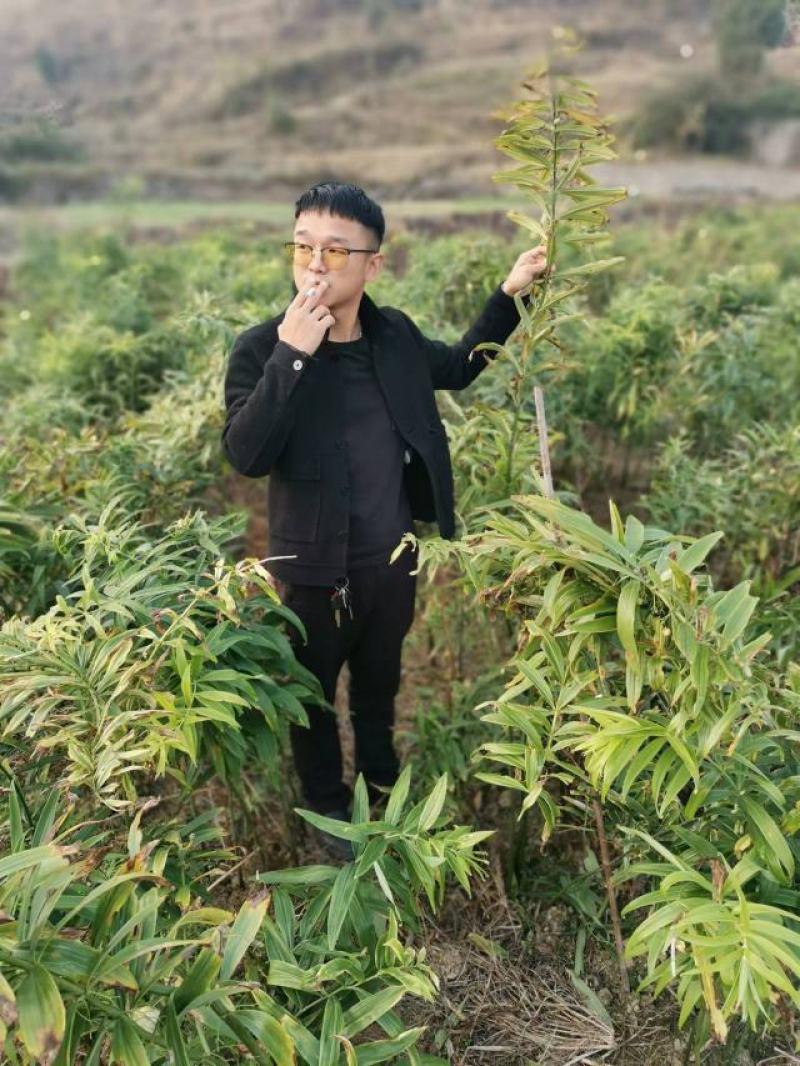 姜形多花不倒苗，高杆大苗！块茎三公分左右！