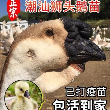狮头鹅苗正宗潮汕狮头鹅出壳脱温苗注射疫苗