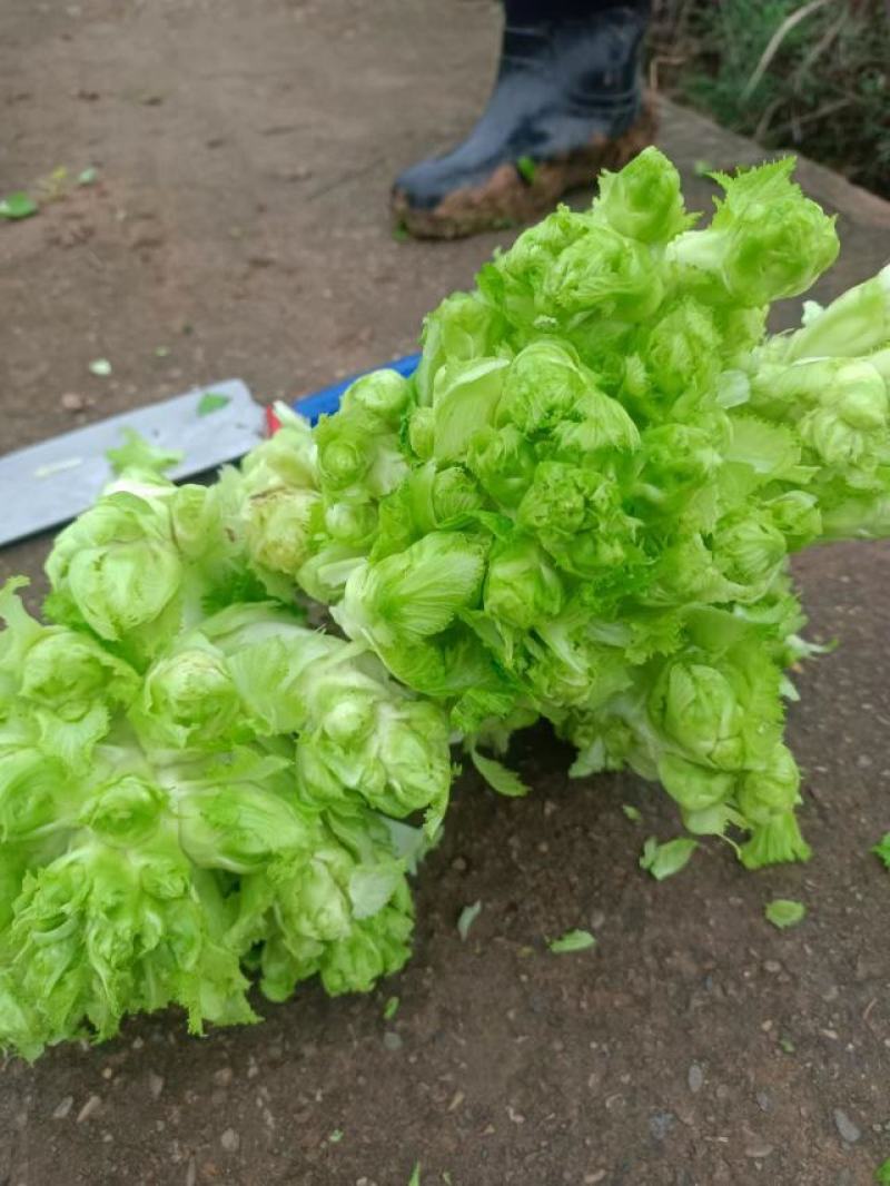 儿菜大量批发，有需要的联系我