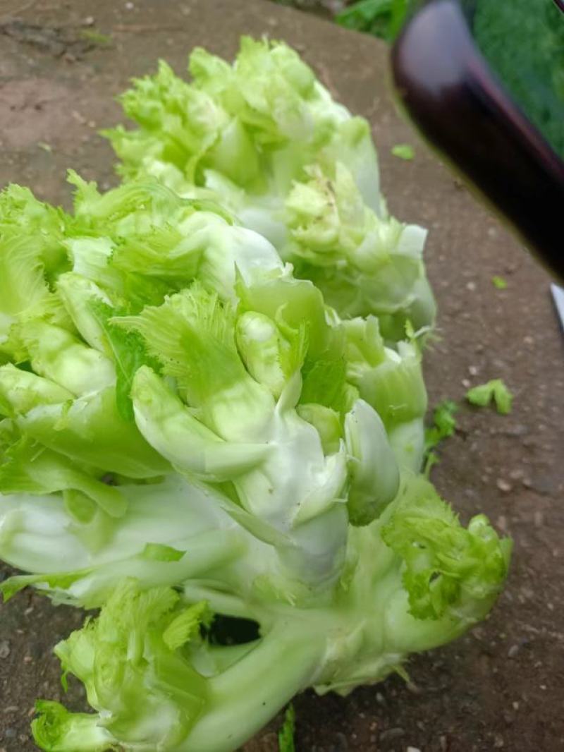 儿菜大量批发，有需要的联系我