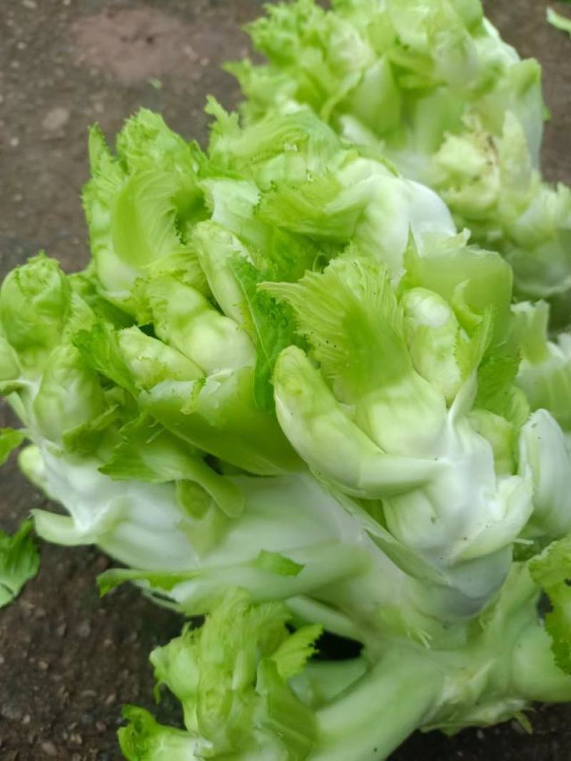 儿菜大量批发，有需要的联系我
