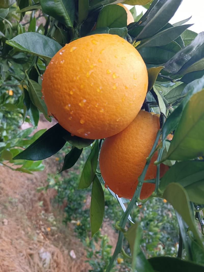 纽荷尔