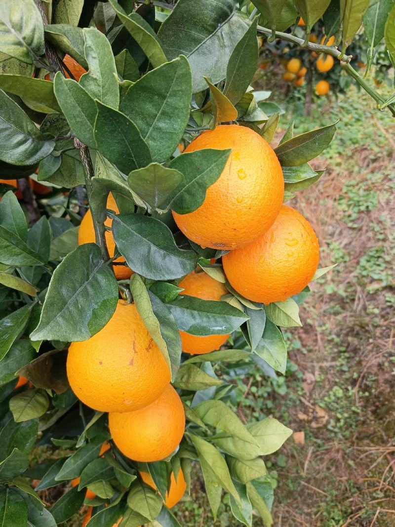 纽荷尔