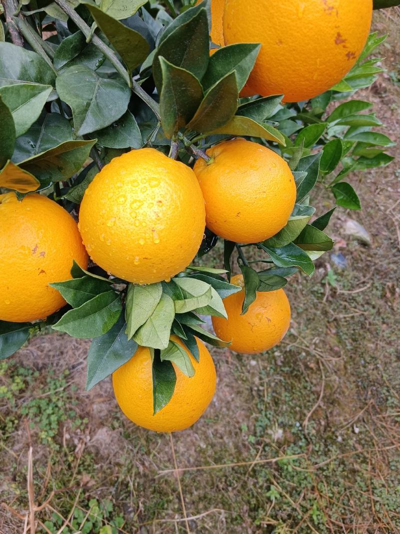 纽荷尔