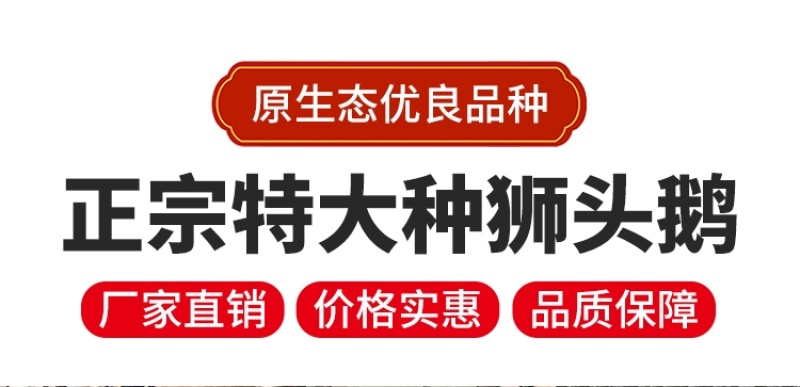 狮头鹅苗正宗潮汕狮头鹅出壳脱温苗注射疫苗