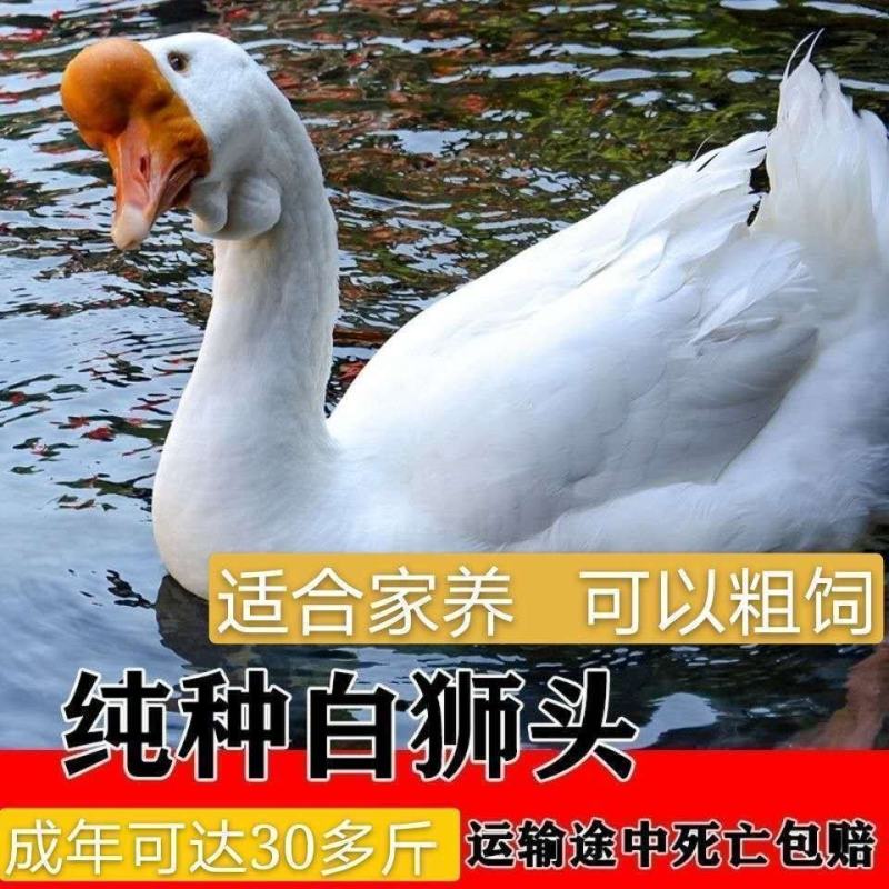 狮头鹅苗正宗潮汕狮头鹅出壳脱温苗注射疫苗