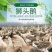 狮头鹅苗正宗潮汕狮头鹅出壳脱温苗注射疫苗