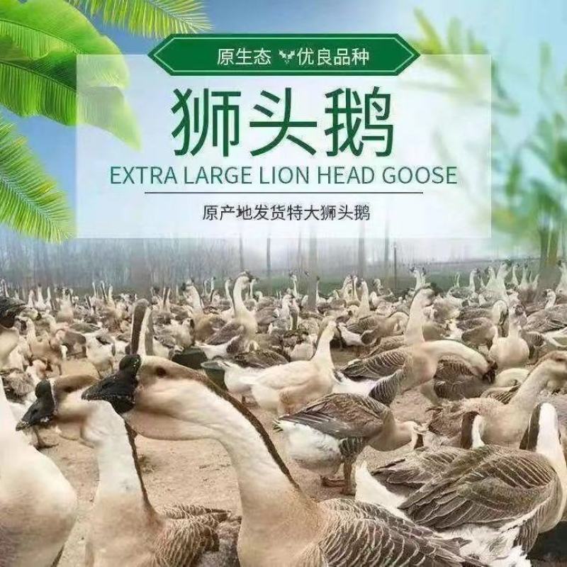 狮头鹅苗正宗潮汕狮头鹅出壳脱温苗注射疫苗